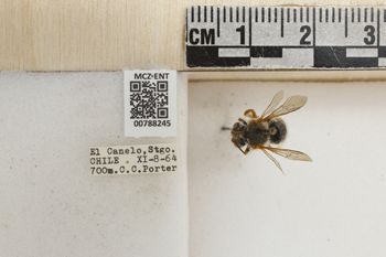 Media type: image;   Entomology 788245 Aspect: Labels